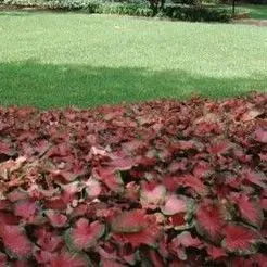 thumbnail for publication: Caladium x hortulanum Caladium
